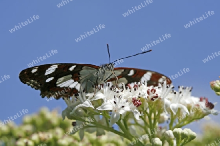 Limenitis reducta, Blauschwarzer Eisvogel