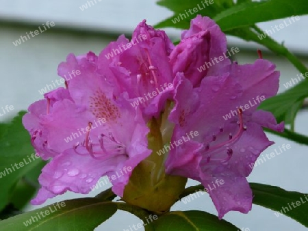 Rhododendron Bl?te pink Tropfen P1260190