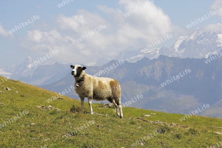 Ein gl?ckliches Schaf im Berner Oberland