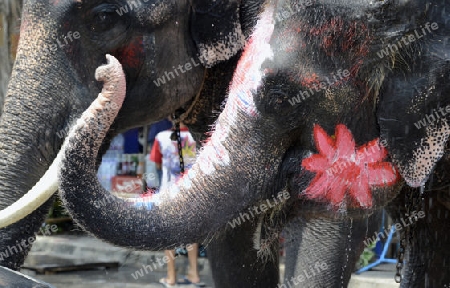 Das Songkran Fest oder Wasserfest zum Thailaendischen Neujahr ist im vollem Gange in Ayutthaya noerdlich von Bangkok in Thailand in Suedostasien.  