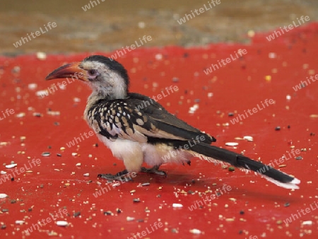 kleiner aufmerksamer Vogel