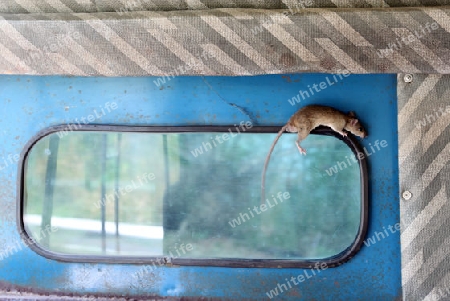 Eine Maus in einem Kleinbus beim Bergdorf Mae Salong in der Huegellandschaft noerdlich von Chiang Rai in der Provinz Chiang Rai im Norden von Thailand in Suedostasien.