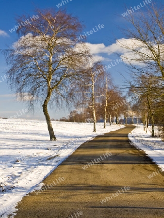 winterliche Szene mit Allee