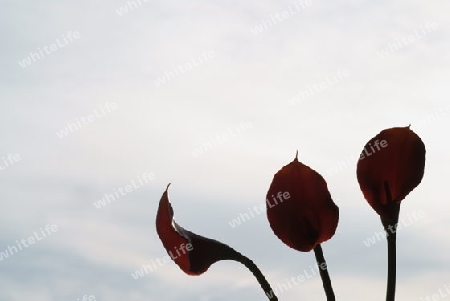 Drei rote Callabl?ten mit einem leicht blauen Himmel im Hintergrund und, durch die Sonne, von hinten beleuchtet.