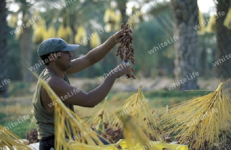 Eine Dattel Plantage in der Oase von Douz im Sueden von Tunesien in Nordafrika. 