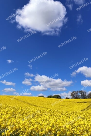 Yellow field of flowering rape and tree against a blue sky with clouds, natural landscape background with copy space, Germany Europe.