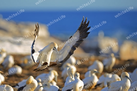 Kapt?lpel (Morus capensis), landet in Kolonie  , Bird Island, Lamberts Bay, Western Cape, Westkap, S?dafrika, Afrika