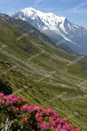 Alpine Landschaft mit Alpenrosen