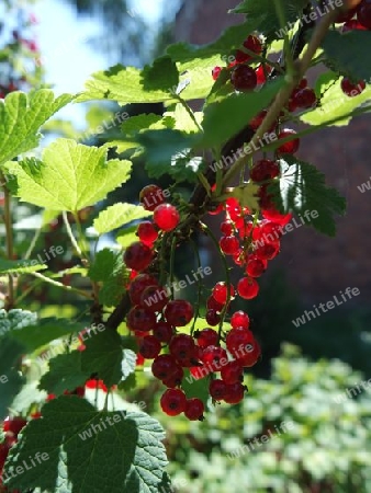 Johannisbeeren