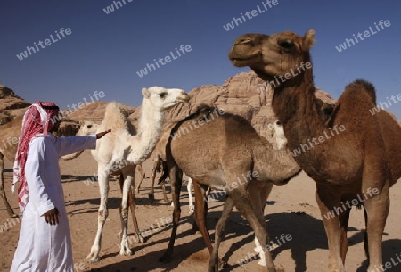 The Landscape of the Wadi Rum Desert in Jordan in the middle east.