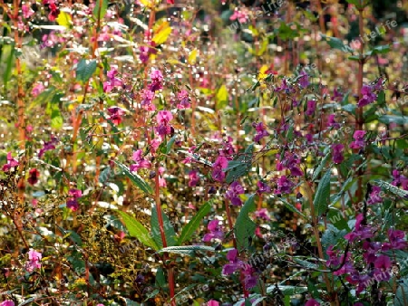 Blumen in der Natur