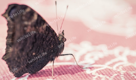 Schmetterling