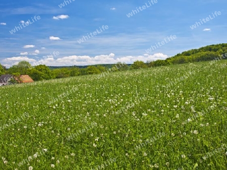 Wiese mit L?wenzahn 