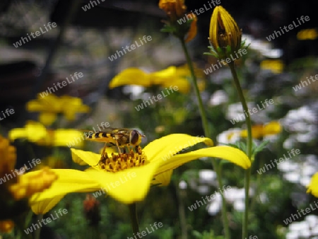 Insekt auf Blume