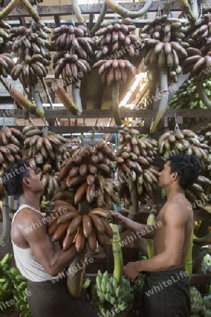 a big Banana Shop in a Market near the City of Yangon in Myanmar in Southeastasia.