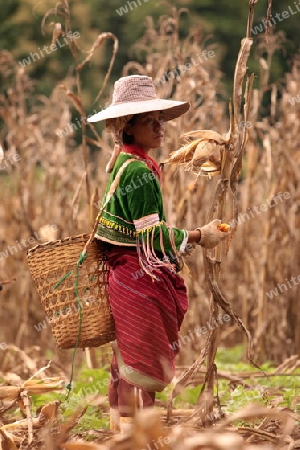 Traditionell gekleidete Frau von einem Stamm der Dara-Ang bei ernten von Maiskolben in einem Maisfeld beim Dof Chiang Dao noerdlich von Chiang Mai im Norden von Thailand.