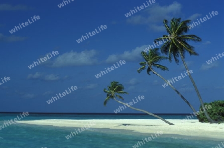 
Der Traumstrand mit Palmen und weissem Sand an der Insel Velavaru im Southmale Atoll auf den Inseln der Malediven im Indischen Ozean.   