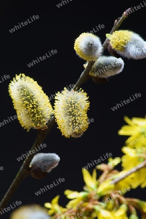 Ein aufgebl?htes Weidenk?tzchen einer Salicaceae mit gelben Samen.