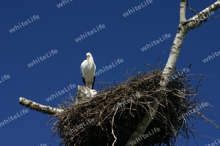 Storch Nest