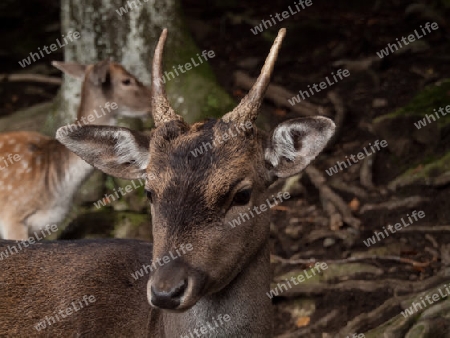 Rehbock im Wald