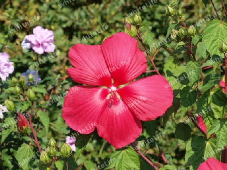 Rote Hibiskusbl?te