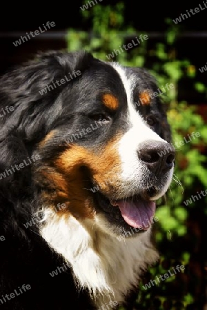 Berner Sennenhund