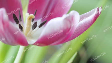 Tulip Flower