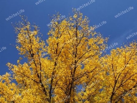 Pappelkrone im Herbst