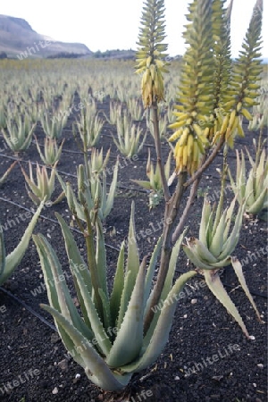 a Aloe Vera cactus Plantation the Island of Lanzarote on the Canary Islands of Spain in the Atlantic Ocean. on the Island of Lanzarote on the Canary Islands of Spain in the Atlantic Ocean.
