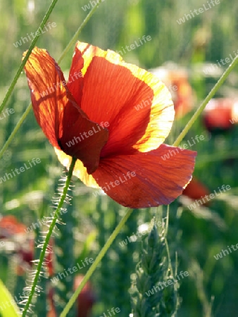 Mohn