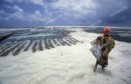 Eine Frau arbeitet auf ihrer Seegras Plantage an der Ostkuester der Insel Zanzibar oestlich von Tansania im Indischen Ozean.