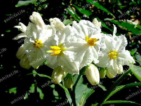 Sommerjasmin - Solanum jasminoides