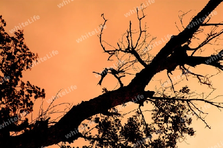 Love Birds Silhoutte