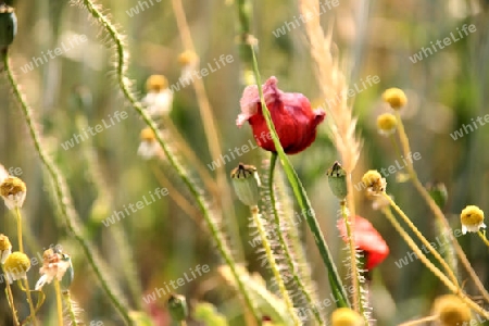 Mohn