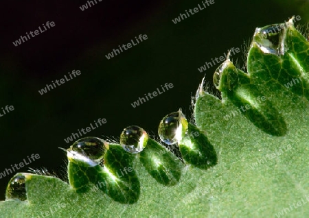 Reflektierende Wassertropfen auf gruenem Blatt