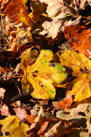 Herbstlaub