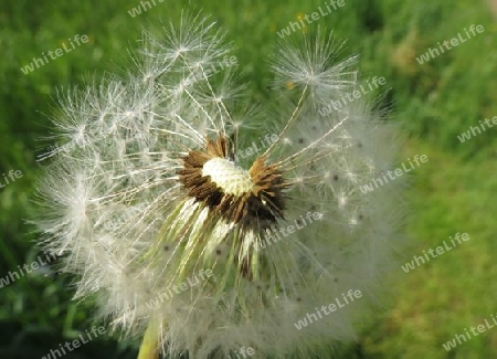 Pusteblume