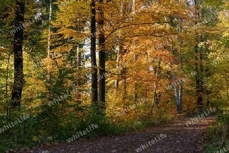 Herbstwald