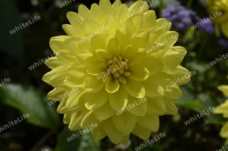 018_gelbe Blume