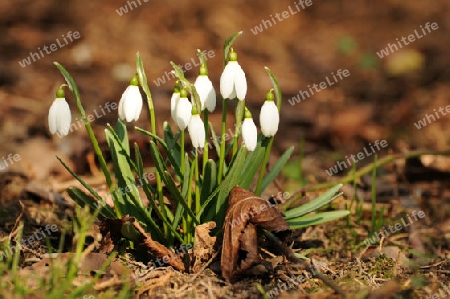 Snowdrop