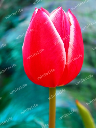 Tulpe auf Glashintergrund