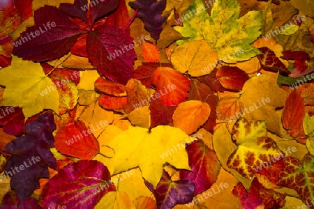 Herbst, bunte Bl?tter,