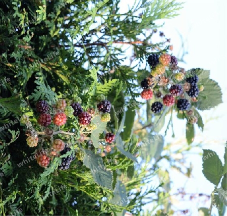 Brombeeren