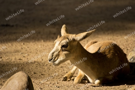 Kangoroo aus Australien