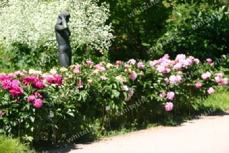 Pfingstrosen auf der Freundschaftsinsel