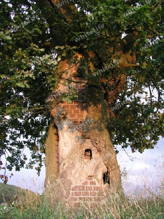 Mein Freund Baum