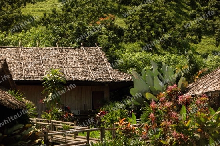 Die Landschaft mit einem Reisfeld beim Dof Chiang Dao noerdlich von Chiang Mai im Norden von Thailand.