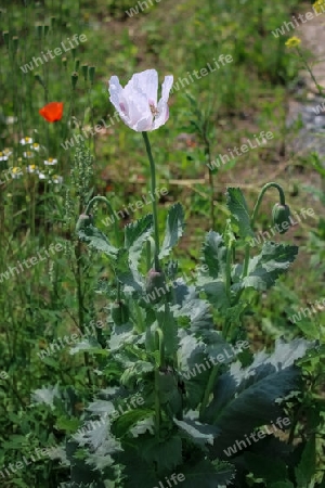 Schlafmohn