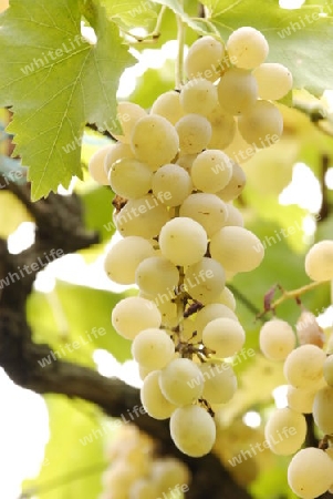 White grape