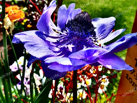 Die blaue Blume